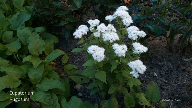 Eupatorium Lucky Melody® - 4K смотреть онлайн