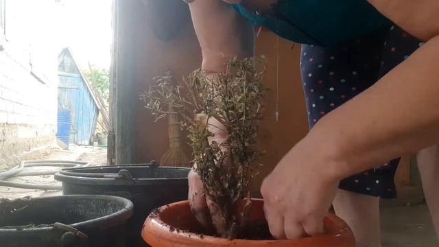 Реанимирую самшит. смотреть онлайн