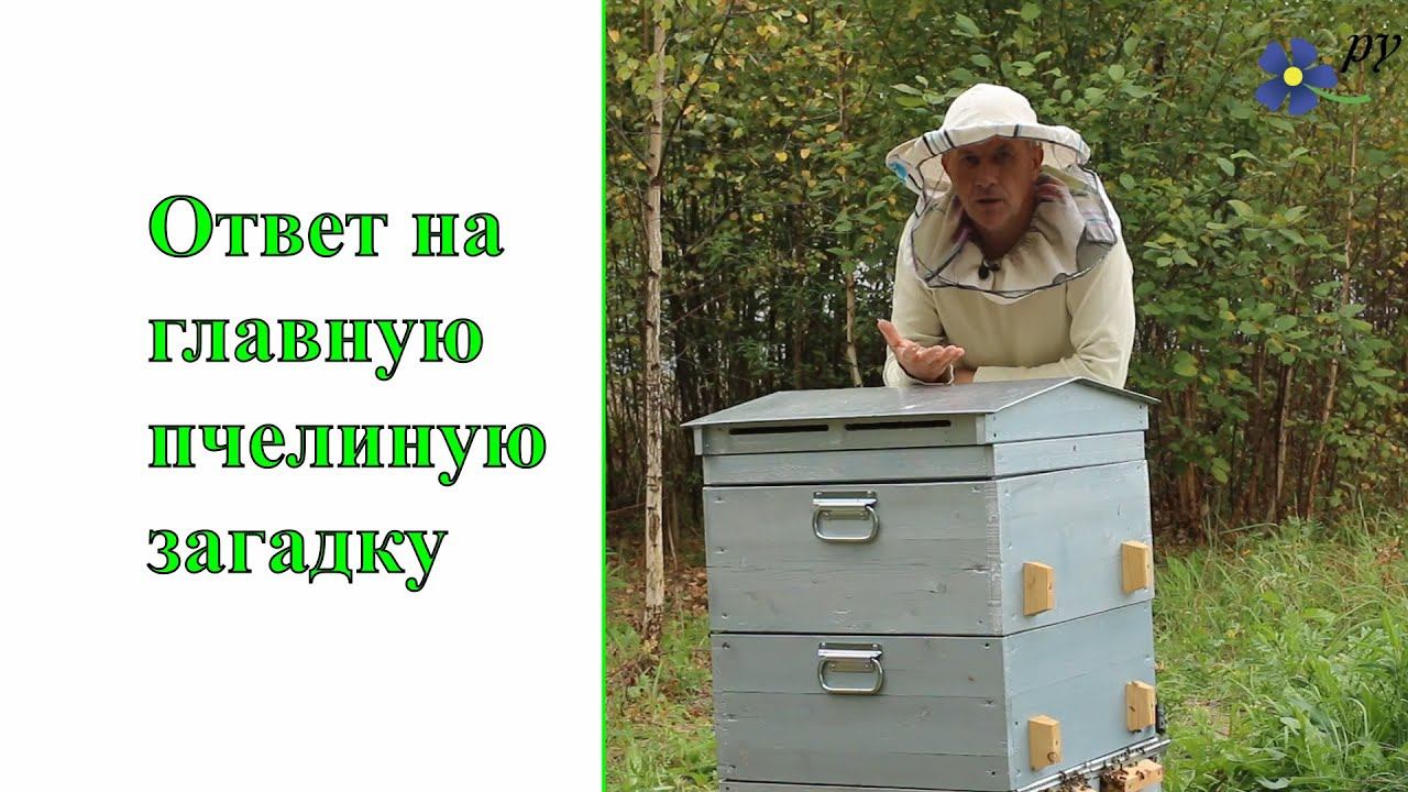 Ответ на главную пчелиную загадку смотреть онлайн
