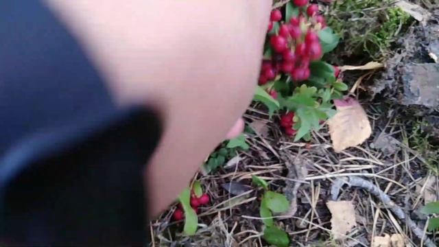 Чудо-ягода брусника Руно Белявское. смотреть онлайн