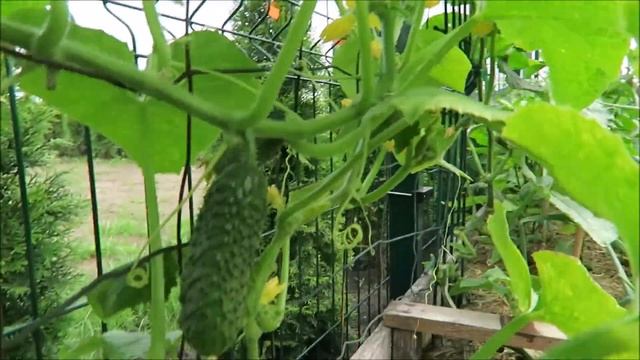 Огород: средства ухода, иван-чай, цветы, первые плоды 2020 12 смотреть онлайн