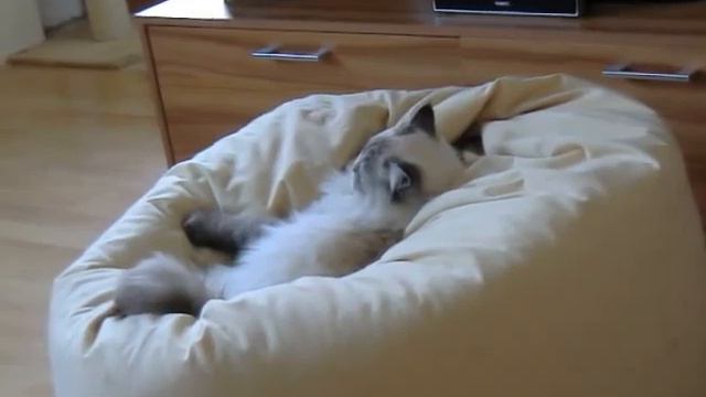 Ragdoll im Sitzsack смотреть онлайн