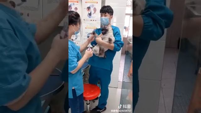 Мопсу стрегут когти смотреть онлайн