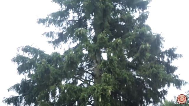 Проверял ловушки. Пчёлы не летят. Разнотравье Подмосковья. Медоносы. смотреть онлайн