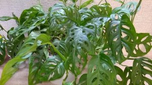 #Мои_комнатные_растения_2021 //  Monstera Monkey Mask  //  Уход и содержание