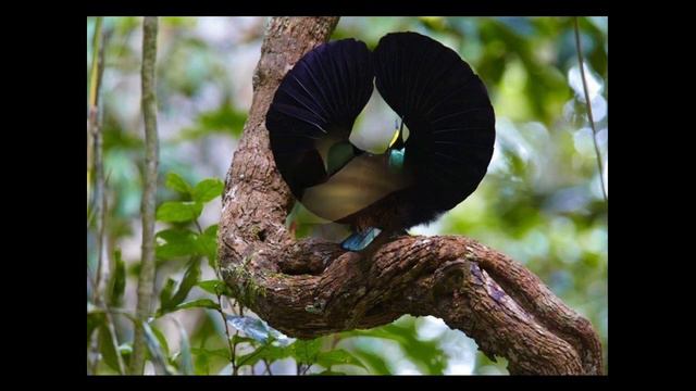 Удивительные соседи. Райская птица смотреть онлайн