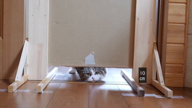 Эксперимент насколько в узкую щель пролезут коты. Специалист по поведению животных Стелла Малетина смотреть онлайн