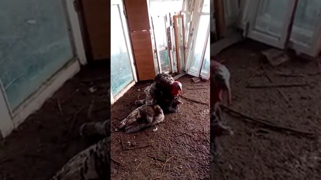 Размножение индюков смотреть онлайн