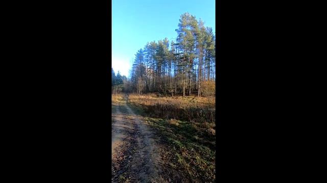 Аномальные истории на тропе Колтушская тропа смотреть онлайн