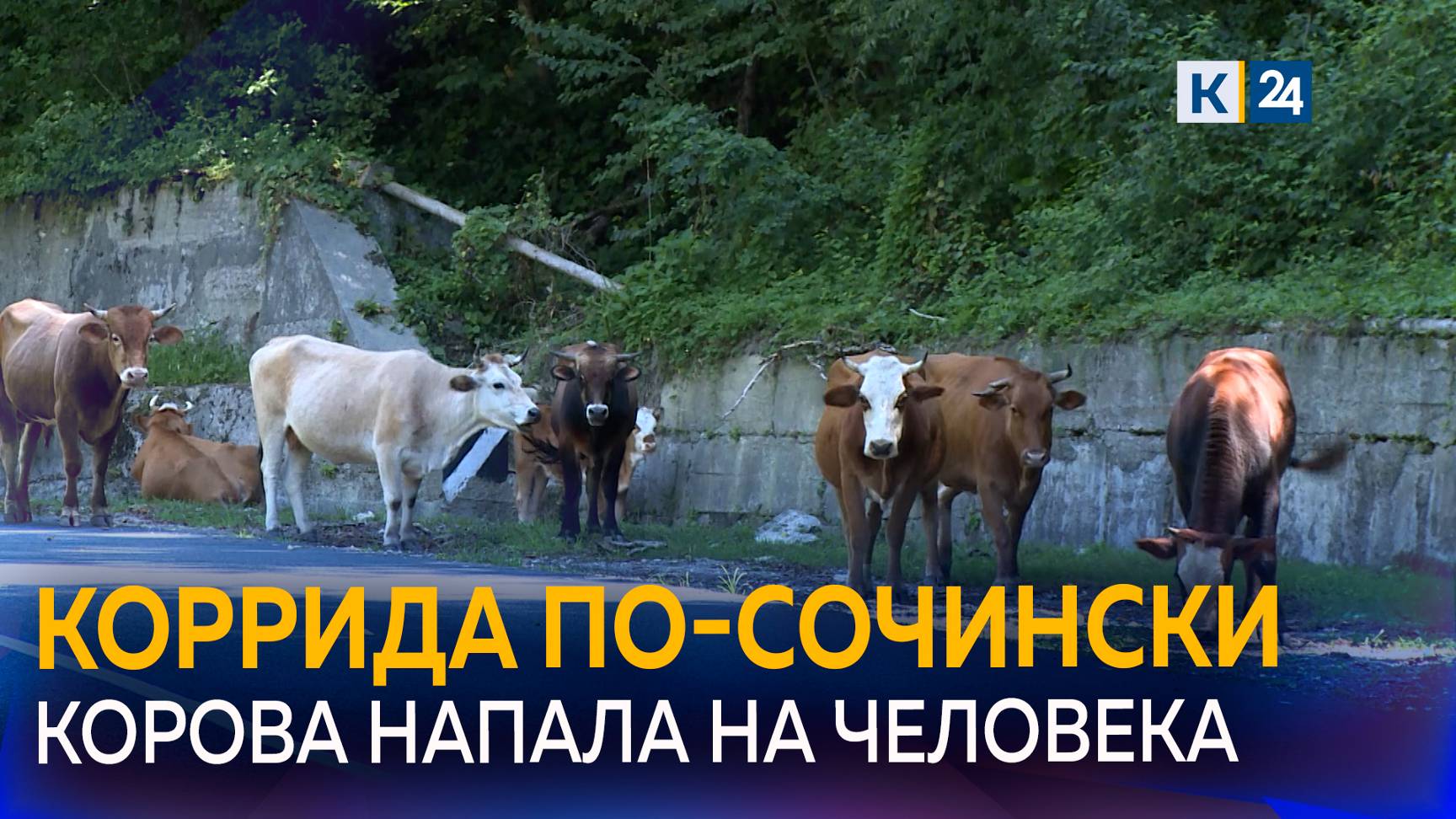 В Сочи коровы разгуливают без присмотра и кидаются на людей смотреть онлайн
