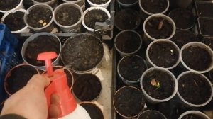 Как вырастить пальму Хамеропс из семян.