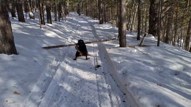 Rottweiler vs timber смотреть онлайн