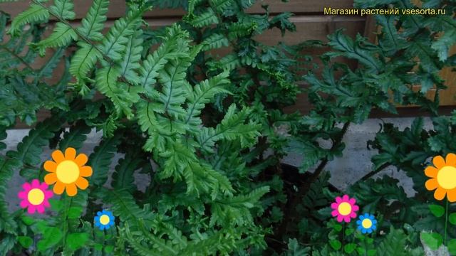 Щитовник родственный кристата зэ кинг. Обзор dryopteris affinis сristarta the king Cristata the kin смотреть онлайн
