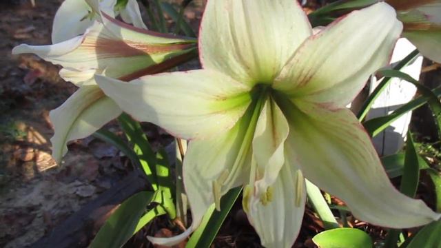 Magic Green amaryllis Hippeastrum 001 смотреть онлайн