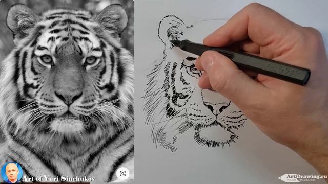как нарисовать тигра как нарисовать тигра легко how to draw a tiger смотреть онлайн