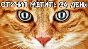 Рабочий способ отучить кота метить территорию дома. Как отучить кота метить территорию?