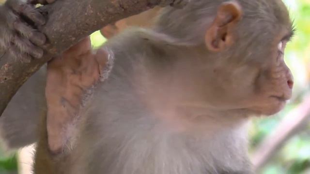 Остров обезьян (Вьетнам) 2013г смотреть онлайн