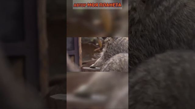 Еноты любят трогать всё #смотреть #видео #как #выглядят #факты #про #животное #описание #википедия смотреть онлайн