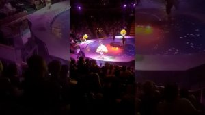 цирк на воде Тверь