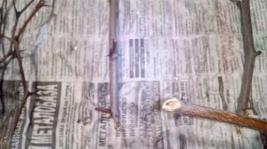 Можно ли ЗИЗИФУС размножить черенками?