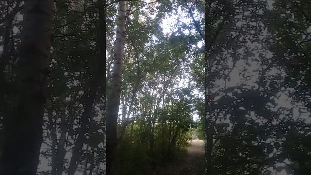 Осиновый лес у Хопра. смотреть онлайн