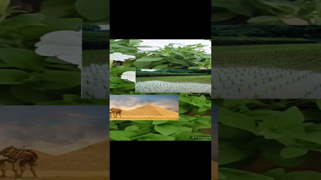 Когда и как подкормить рассаду?