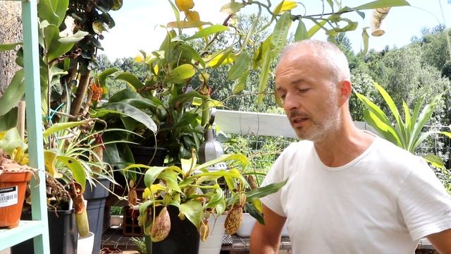 Video 97   #Nepenthes X Hookeriana