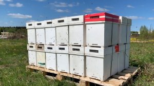 Пчелопакет. Пластиковый ящик от Пеноулика. Удобная тара для транспортировки пчёл.