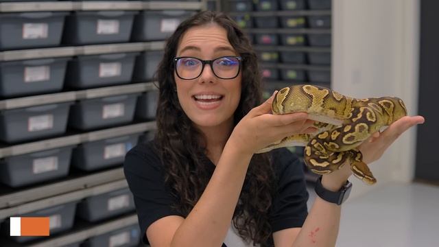 Top 10 BEST AGING Ball Python Combos | #Hetflix 162 смотреть онлайн