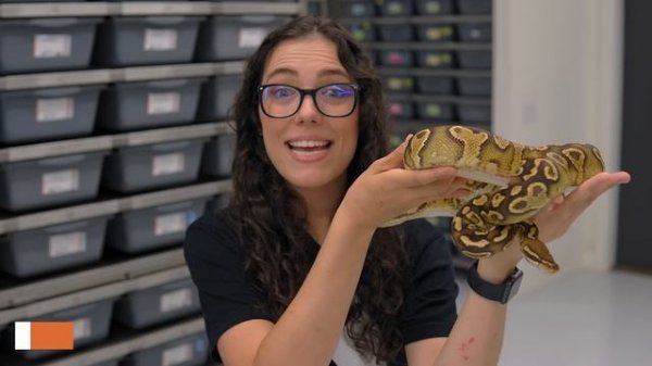 Top 10 BEST AGING Ball Python Combos | #Hetflix 162