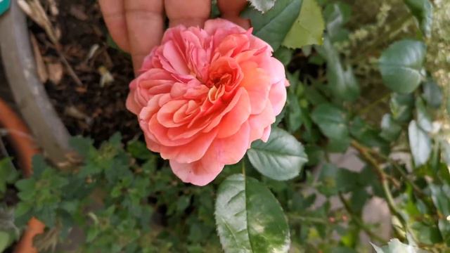 Golden Thyme and strong fragrant rose Chippendale смотреть онлайн