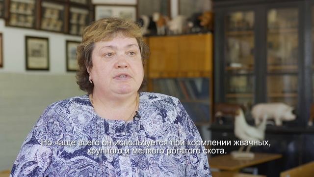Пивная дробина: полезные и питательные свойства для кормления скота смотреть онлайн