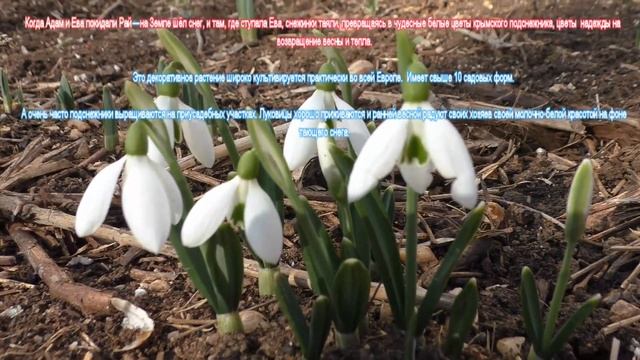 Весна в Крыму!!!!! Подснежник «Galanthus plicatus»!!!! смотреть онлайн