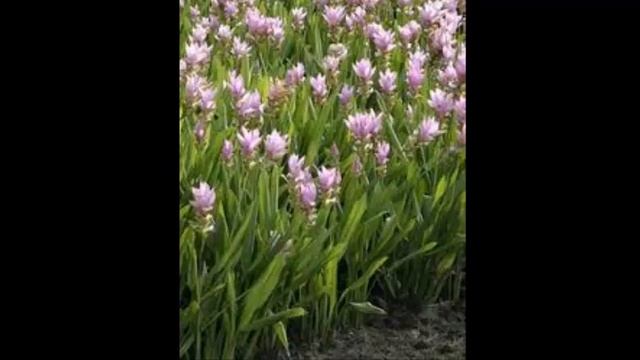 Cuidado y Cultivo de la Curcuma alismatifolia - planta de interior смотреть онлайн