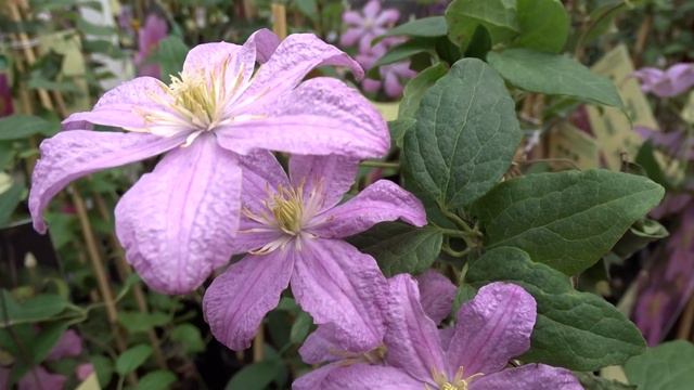 Clematis 'Comtesse de Bouchaud' смотреть онлайн