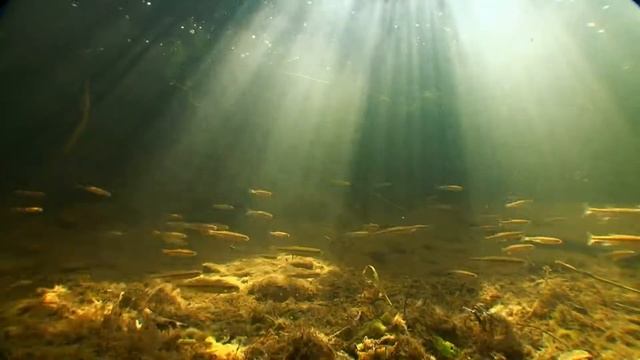 Водная среда смотреть онлайн