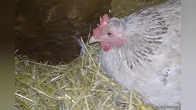 Верхний обогрев в инкубаторе, преимущества. смотреть онлайн