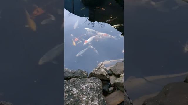 Японский карп кои в домашнем пруду смотреть онлайн