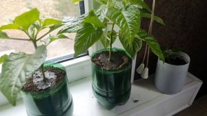 Обрабатываю грунт у перца фитоспорином от грибковых и бактериальных болезней.