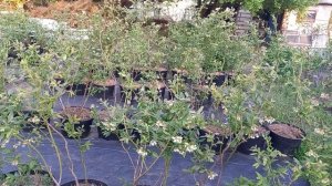 Когда зацветет голубика???