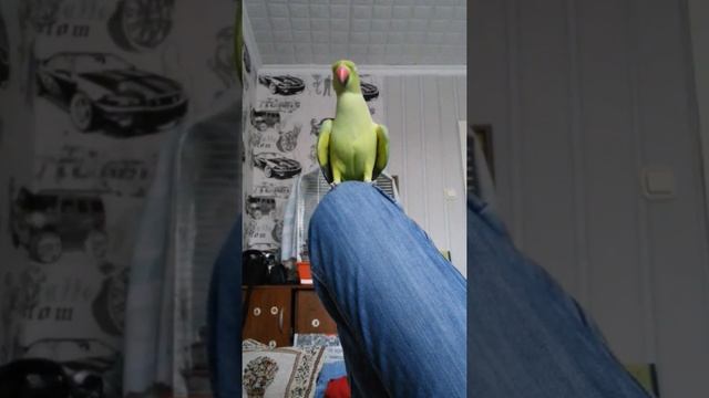 Говорящий ожереловый попугай. смотреть онлайн