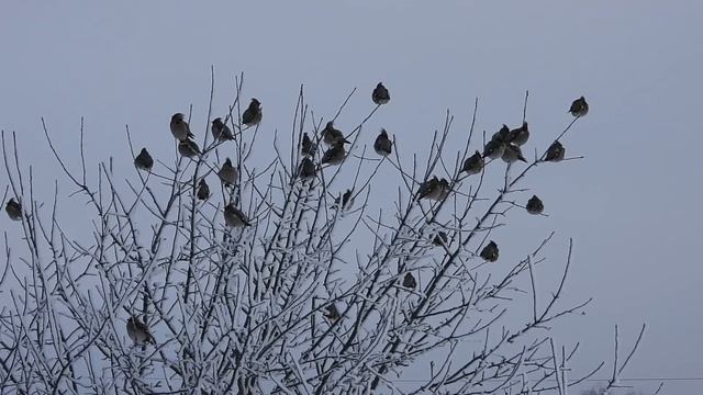 №2930 28. 12. 2022 Свиристели смотреть онлайн