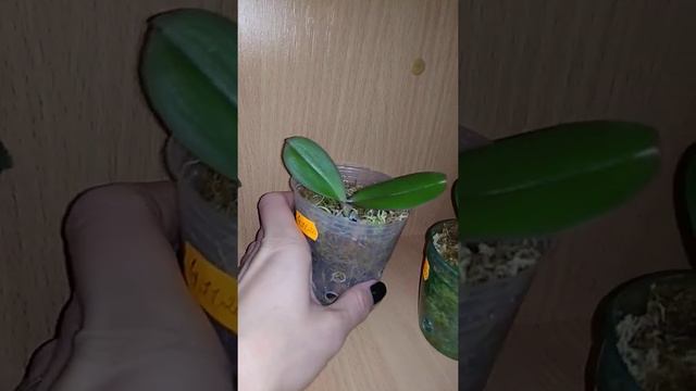 🦋 бабочка, капучино,таида зебра и долгожданный цветонос у детки бабочки)) смотреть онлайн