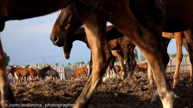 ООО Стрелецкое Лошади в Данкове смотреть онлайн