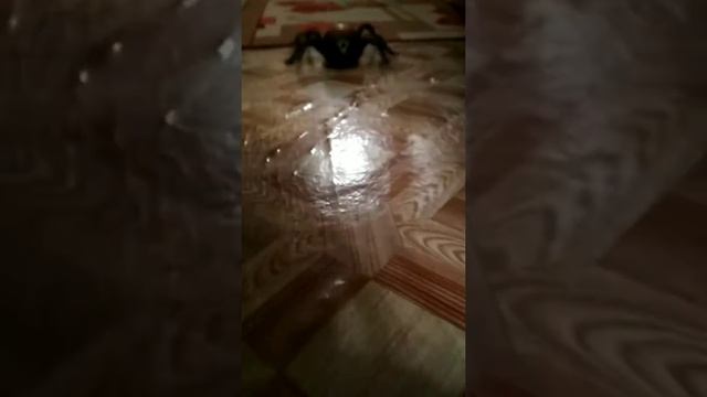 ШОК!!! ТаРаНтУл в доме??? смотреть онлайн