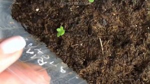 БАКОПА ПЕРВЫЙ ОПЫТ(от А до Я)ПОСЕВ,ПЕРЕСАДКА,ПИКИРОВКА #бакопа #посевбакопы