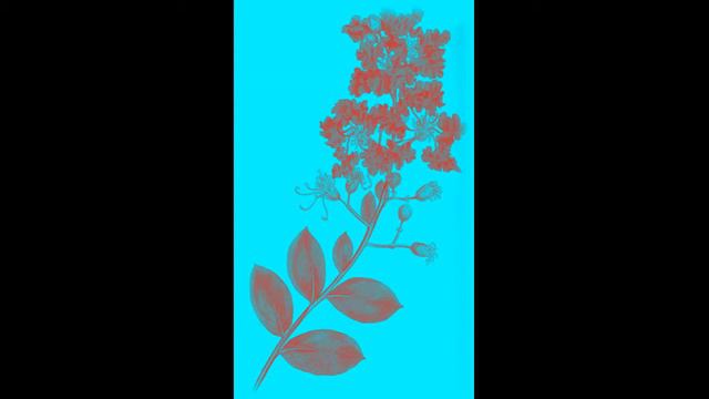 G.Ph. Telemann - Canons Mélodieux - Sonate 5 -Vivace смотреть онлайн