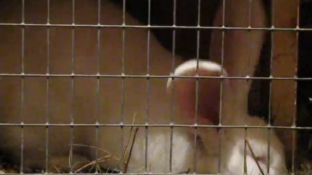 Кролик Фландр белый строит гнездо перед родами смотреть онлайн