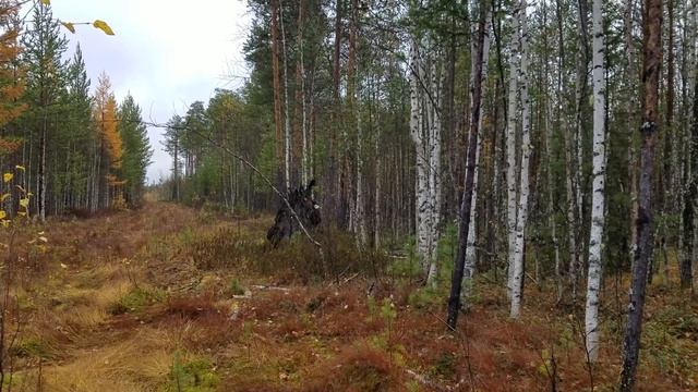 Рябчики, рябчики. В этом году они везде. смотреть онлайн