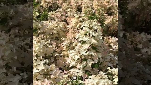 Цветет гортензия метельчатая Вимс Ред смотреть онлайн